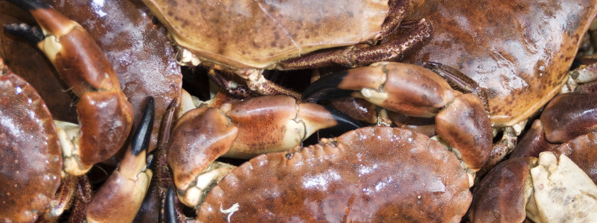 Close-up of fresh Dungeness crabs